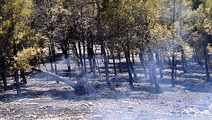 Aynı Günde 2 Orman Yangını