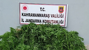 Evlerinin Bahçesinde Uyuşturucu Yetiştirdiler