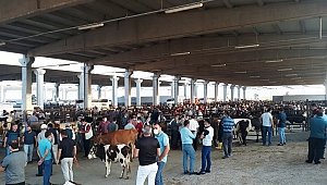 Kahramanmaraş Canlı Hayvan Borsası Kurban Bayramı’na Hazır