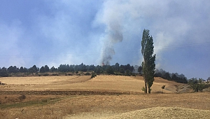 Kahramanmaraş’ta Orman Yangını