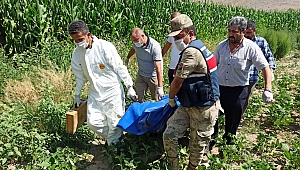 Kayıptı, Ayçiçeği Tarlasında Ölü Bulundu