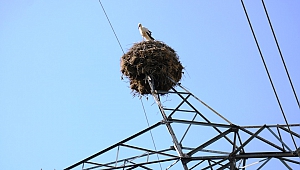 Leylekler Elektrik Direklerini 30 Yıldır Mesken Tutuyor