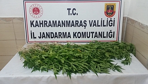 Mısır Tarlasında Kenevir Ele Geçirildi