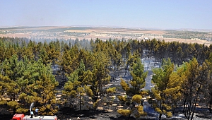 Nizip'teki Orman Yangını Söndürüldü