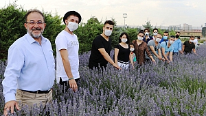 Parasızlıktan Lavanta Üretimine Başlayan Belediye 2 Milyon Lira Gelir Bekliyor