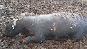 Yılan Kurbanlık Boğayı Telef Etti