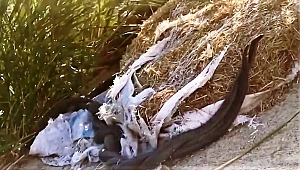 Yılanların Dansı Böyle Görüntülendi