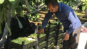 Abbas İnciri'nde Hasat Zamanı