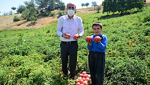 Bulanık Domatesinin Ünü Kahramanmaraş’ı Aştı