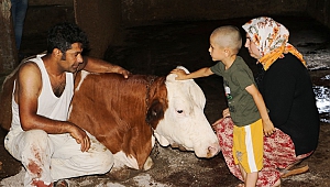 Elektrik Akımına Kapılan 5 Büyükbaş Hayvan Telef Oldu