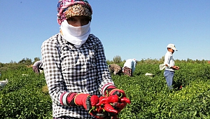 Maraş Biberi'nden Bu Yıl 30 Bin Ton Üretim Bekleniyor