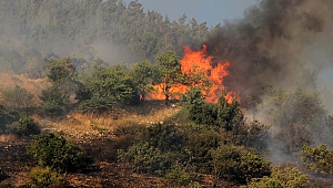 Kahramanmaraş’ta 1 Hektar Orman Alanı Yandı