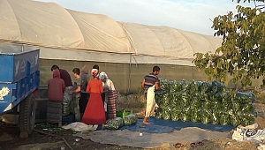 Kahramanmaraş'ta Turşu Telaşı