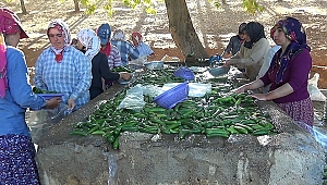 Salatalık Çiftçinin Yüzünü Güldürdü