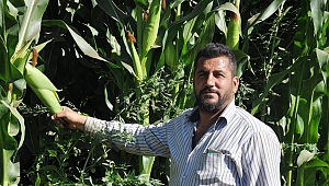 Silajlık Mısır Eken Çiftçinin Yüzü Gülüyor