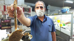 Yengeç, Tanesi 10 Liraya Kapış Kapış Satılıyor