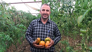 Deneme Amaçlı Başladıkları Serada Domates Yetiştiriciliği Ana Gelir Kaynakları Oldu