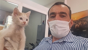 Hastalanan Yavru Kediye Sahip Çıktı