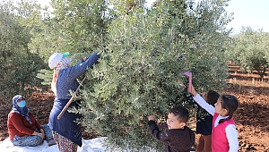 Kahramanmaraş'ta 15 Bin Ton Zeytin Rekoltesi Bekleniyor.