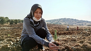 Kahramanmaraş’ta 156 Bin Fidan Toprakla Buluştu