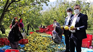 Kahramanmaraş’ta Ayva Hasadı Başladı