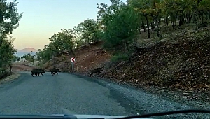 Yoldan Geçen Domuz Sürüsü Görüntülendi