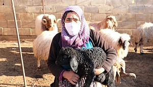 Hayvanları Çalınan Kadının Gözyaşları