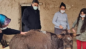 İşkence Edilen Eşek İçin Seferber Oldular