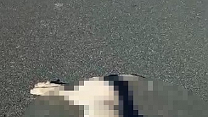 Motoru İle Köpeğe Çarptı, ‘Ne Fark Eder’ Dedi