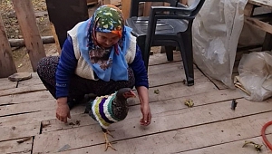 Tavukları Üşümesin Diye Kazak Ördü