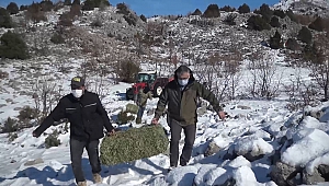 Yaban Keçileri İçin Doğaya Yem Bırakıldı