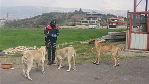 Kahramanmaraş’ta Sokak Hayvanlarına Polis Şefkati