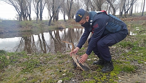 Balıkçıl Kuşunu Jandarma Ekiplerinin Dikkati Kurtardı