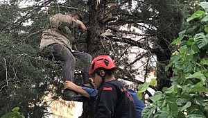 Budama Yapmak İçin Çıktığı Ağaçta Fenalaştı