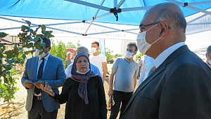 Kahramanmaraş’ta Antepfıstıkları Biyoteknikle Korunuyor