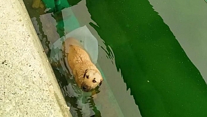 Sulama Kanalına Düşen Köpeği Son Anda Kurtardılar