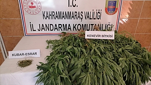 Evinde Kenevir Yetiştirdi Jandarmaya Yakalandı