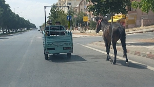 Atı Araca Bağlayıp Çektiler