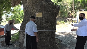 Kahramanmaraş’ta 400 Yıllık Çınar Ağacı Tescillendi