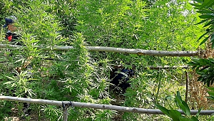 Kahramanmaraş’ta Jandarma Uyuşturucuya geçit vermiyor