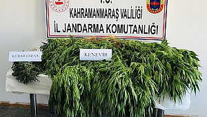 Ekinözü’nde kenevir yetiştiren 1 kişi yakalandı