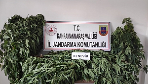 Kahramanmaraş’ta 122 Kenevir Bitkisi Ele Geçirildi