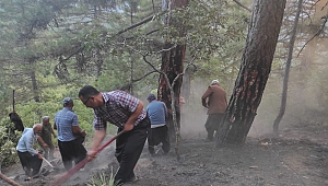 Kahramanmaraş’ta Orman Yangını: 14 Dönüm Alan Zarar Gördü