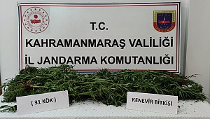 Evinde kenevir yetiştirdi jandarmaya yakalandı