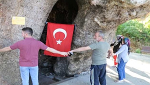 Çınar ağacını 15 kişi zor kucaklıyor