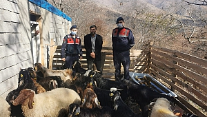 Jandarma Kaybolan Sürüyü Drone İle Buldu