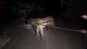 Kahramanmaraş’ta Yaralı Köpeğe Bekçiler Sahip Çıktı