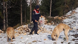 Jandarma Sokak Hayvanlarını Unutmadı