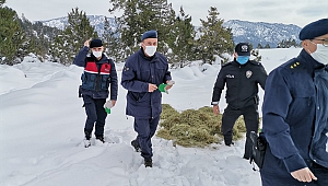 Kahramanmaraş’ta Kızıl Geyikler İçin Yem Bırakıldı