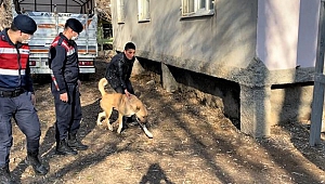Kahramanmaraş’ta Köpek Dövüşçülerini HAYDİ ekipleri yakaladı